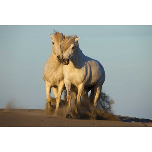 France, Provence Two white Camargue horses